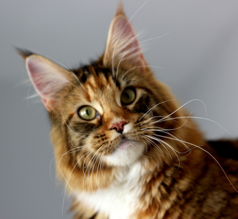 Winerau Atlanta - Junior maine-coon 9 months 3 weeks