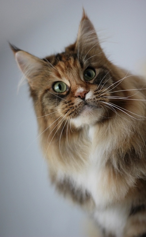 Winerau Atlanta - Adult maine-coon 3 years 3 months 4 weeks