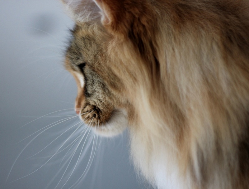 Winerau Atlanta - Adult maine-coon 3 years 3 months 4 weeks