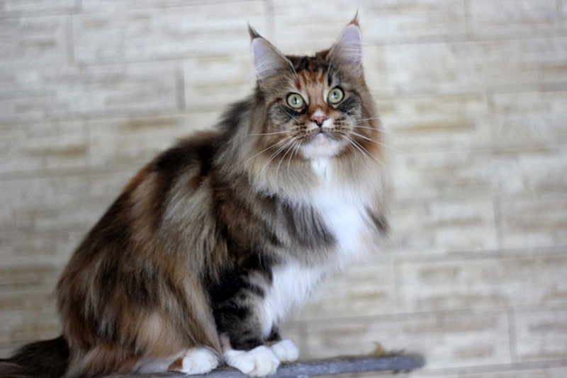 Winerau Atlanta - Adult maine-coon 3 years 3 months 4 weeks