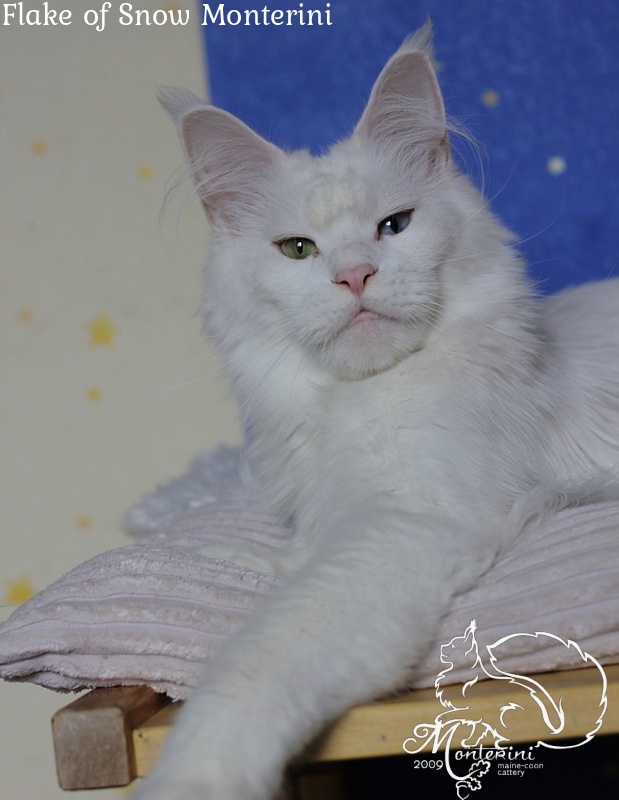 Flake of Snow Monterini - Adult maine-coon 2 years 11 months 3 weeks