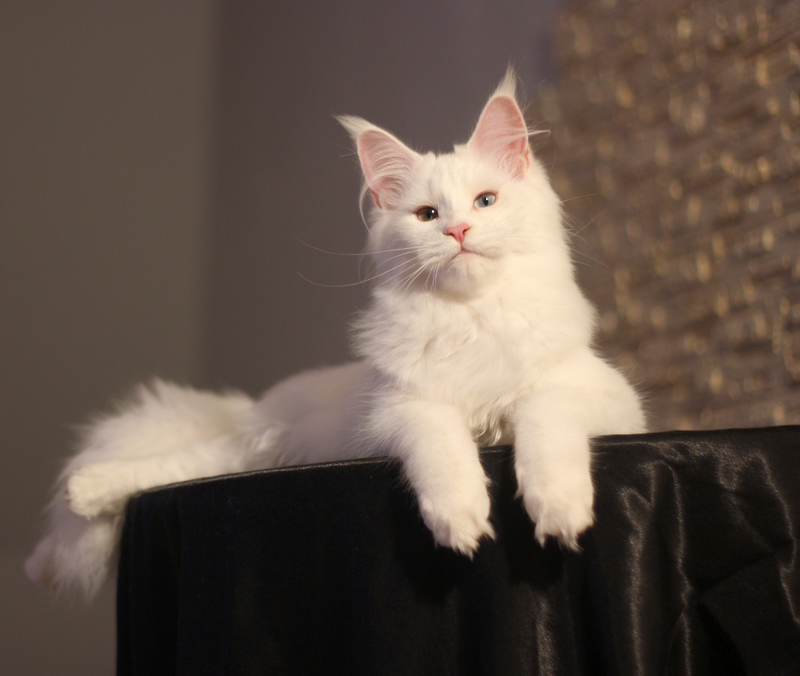 Flake of Snow Monterini - maine-coon