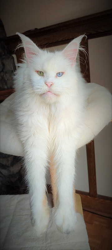 Flake of Snow Monterini - Adult maine-coon 11 years 1 month 2 weeks