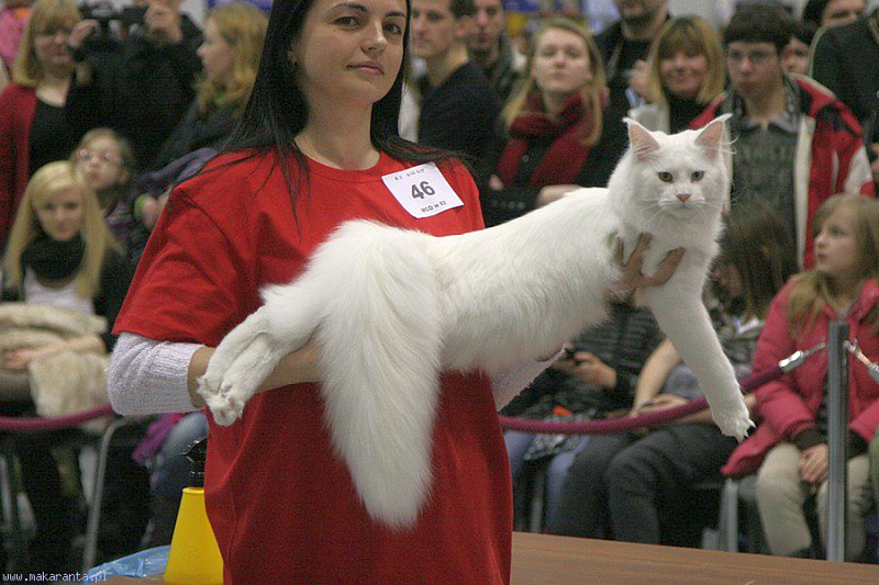 Flake of Snow Monterini - maine-coon