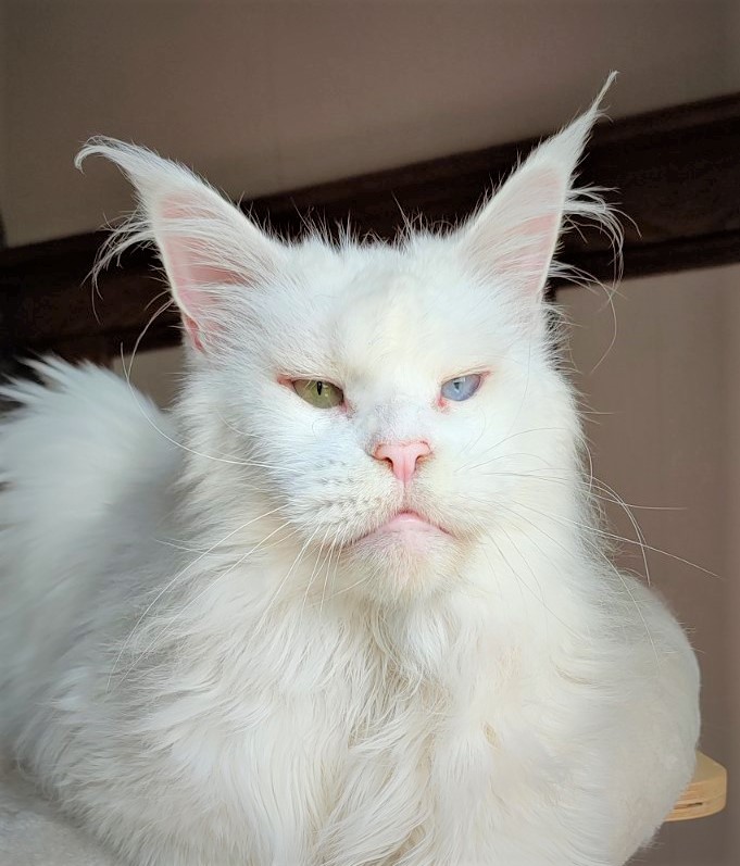 Flake of Snow Monterini - Adult maine-coon 11 years 1 month 2 weeks