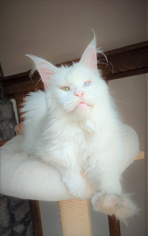 Flake of Snow Monterini - Adult maine-coon 11 years 1 month 2 weeks