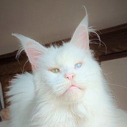 Flake of Snow Monterini