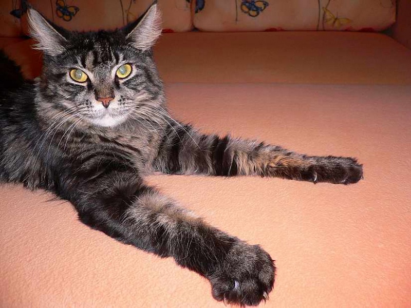 Golden Family Li-Li - Adult maine-coon 1 year 3 months 4 weeks