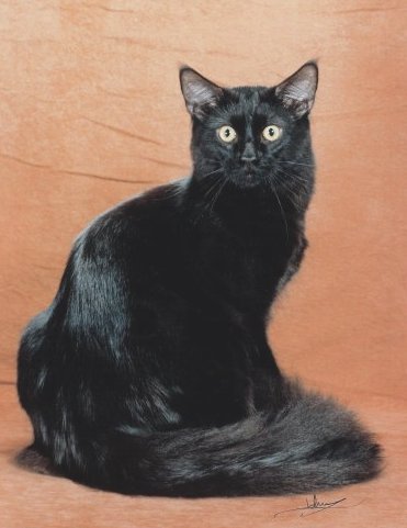 SaraJen Alabama Slammer - мейн-кун