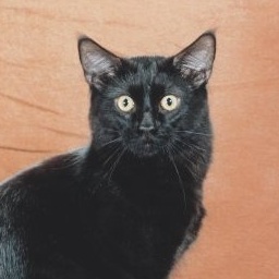 SaraJen Alabama Slammer