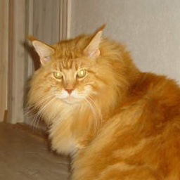 Love Hulen's Hurricane Mitch