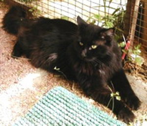 Congo Ken Koon - мейн-кун