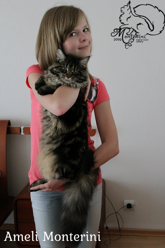 Ameli Monterini - maine-coon