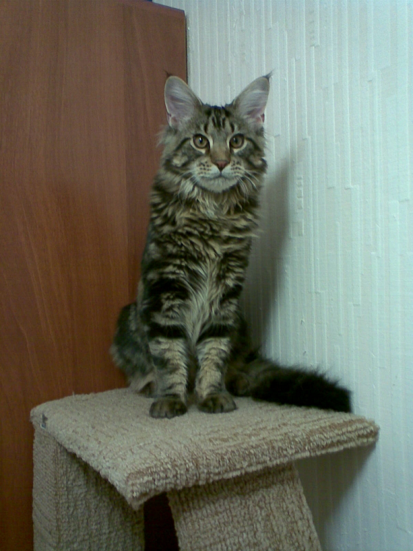 Aston Monterini - мейн-кун