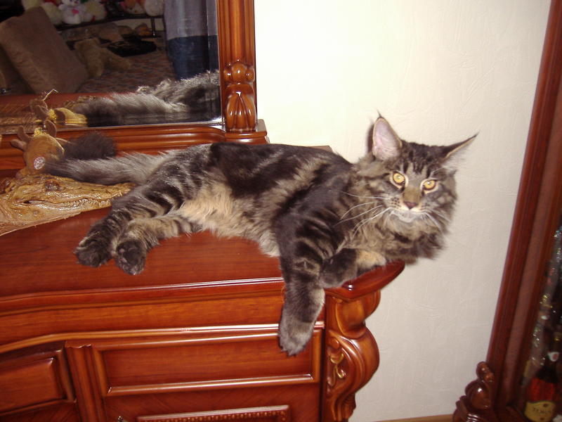 Alfredo Monterini - maine-coon