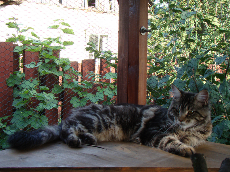 Asia Monterini - maine-coon