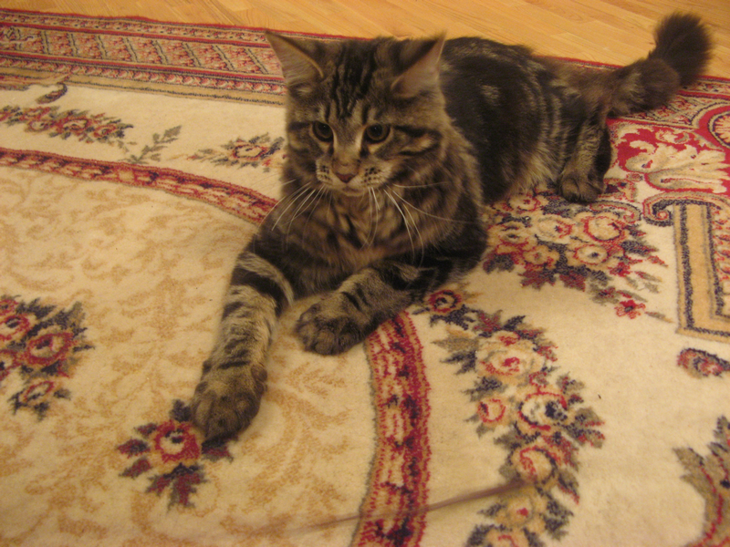 Aziza Monterini - maine-coon