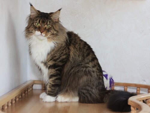 Lion-King Golden Family - мейн-кун