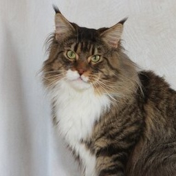 Lion-King Golden Family