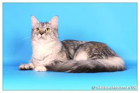 Lady-Love Golden Family - maine-coon