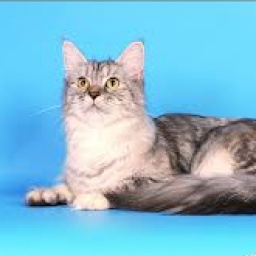 Lady-Love Golden Family