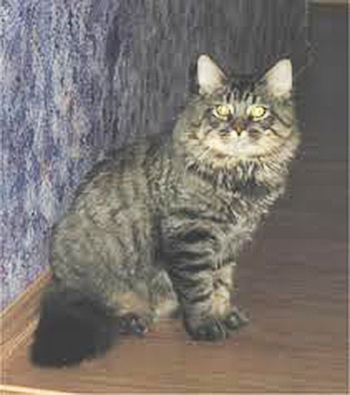 Koontucky Shiawassee - maine-coon