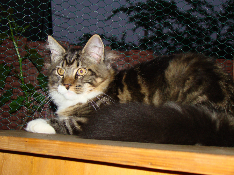 Bonifacius Monterini - мейн-кун