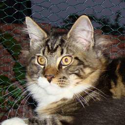 Bonifacius Monterini