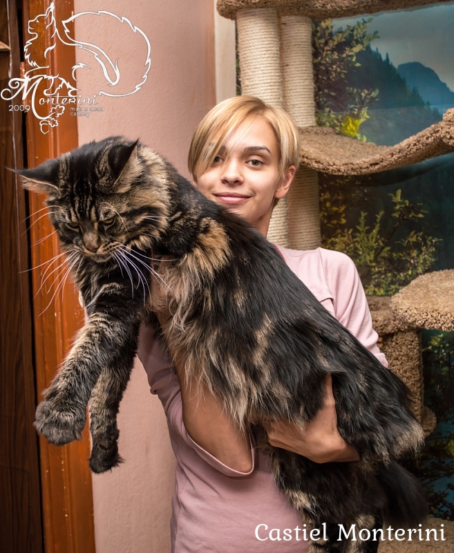 Castiel Monterini - Дорослий мейн-кун 1 рік