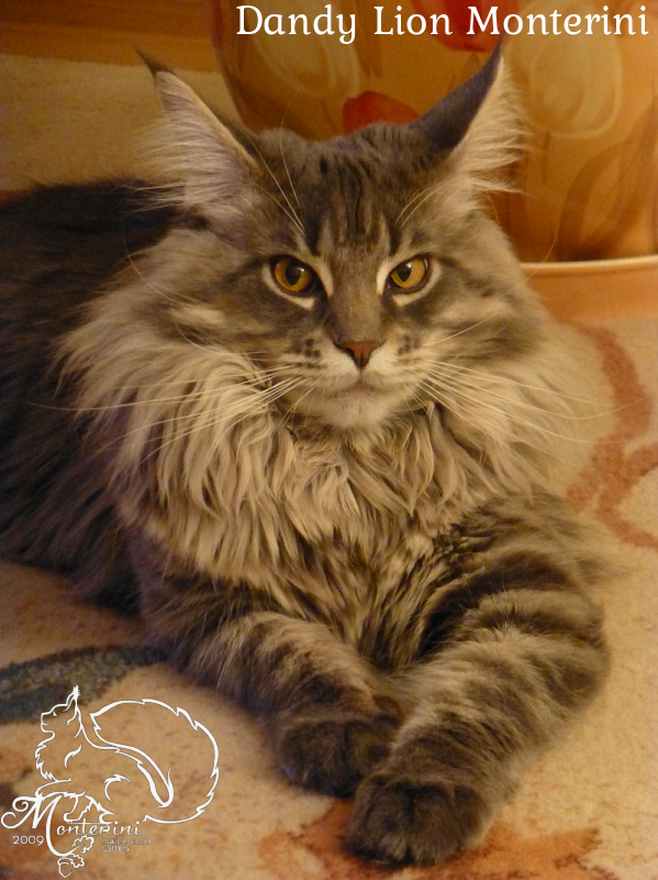 Dandy Lion Monterini - maine-coon