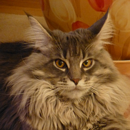 Dandy Lion Monterini