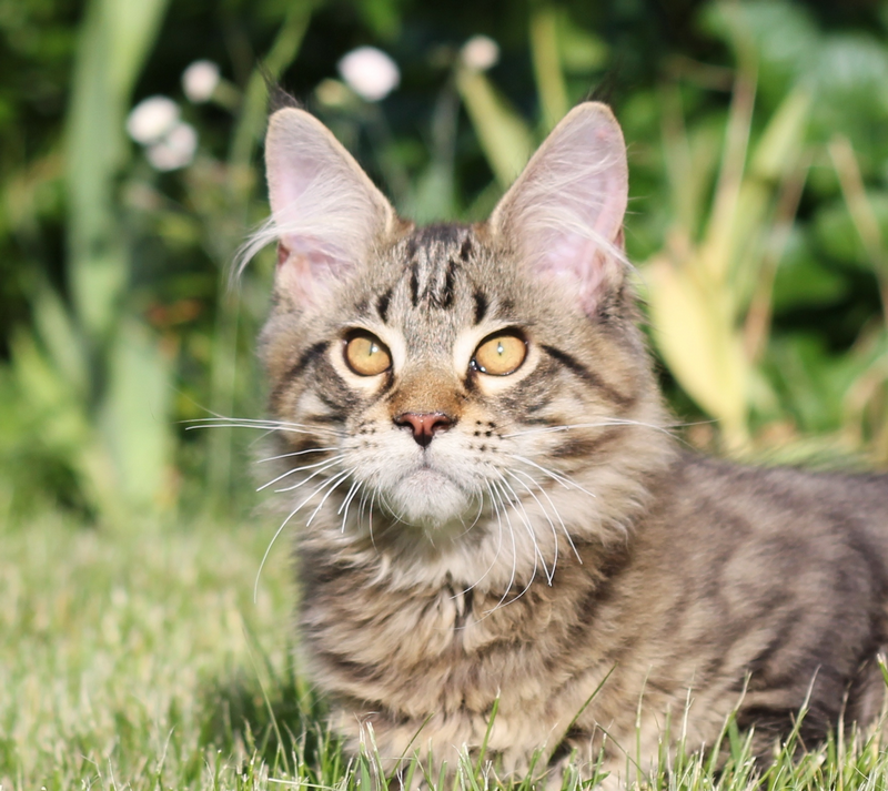 Duke Monterini - мейн-кун