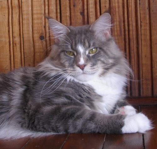Blues Man Apogeya - maine-coon