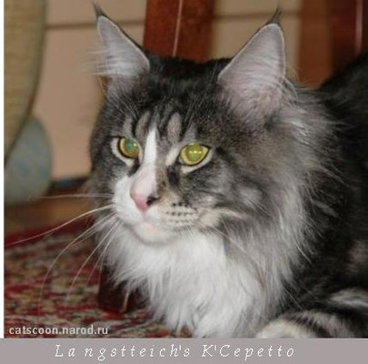 Langstteich's K'Cepetto - maine-coon