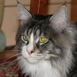 Langstteich's K'Cepetto