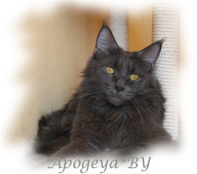 Langstteich's N'Blue Breeze - maine-coon