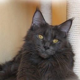 Langstteich's N'Blue Breeze