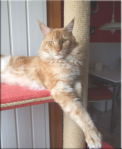 Langstteich's P'Knockout - мейн-кун