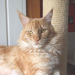 Langstteich's P'Knockout