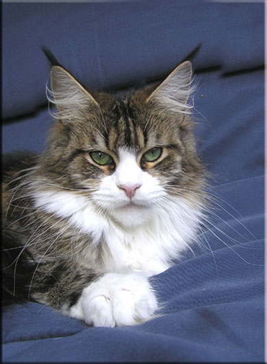 Langstteich's Ca'Pella - maine-coon