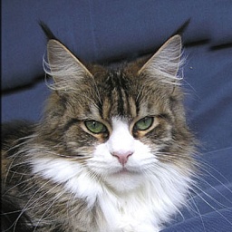 Langstteich's Ca'Pella