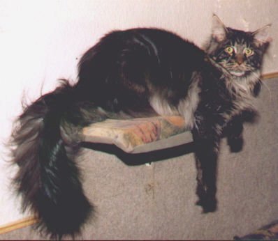 Guldfakse Ottawa - мейн-кун