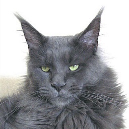 Langstteich's C.C. O'Predicat