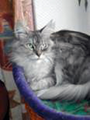 Jarnac Rosegypsy - мейн-кун