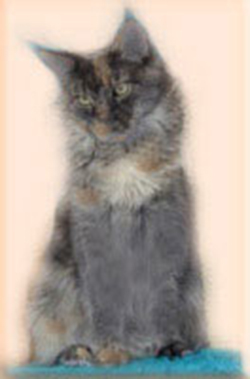 H.T. Exclusiv Atlantica - maine-coon