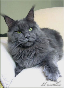 Langstteich's P'Non Plus Ultra - мейн-кун