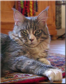 Langstteich's C.C. Juma - maine-coon