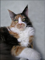 Utopia of Coon Castle