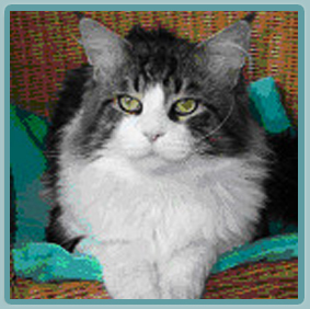 Langstteich's Calvin - maine-coon