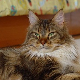 K'Star Winner Alwaro